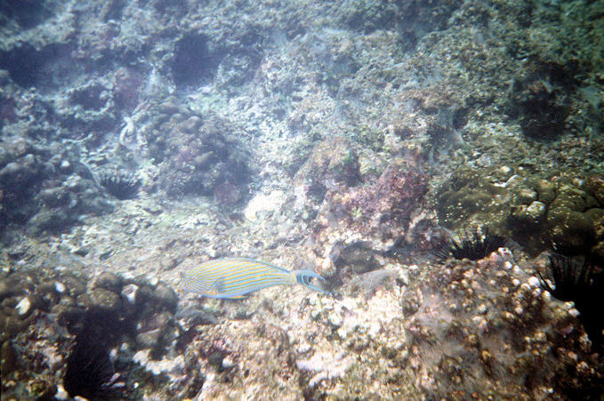 Seychellen Unterwasser-040.jpg